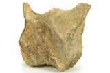 Dinosaur (Triceratops) Bone Section - Montana #284464-1